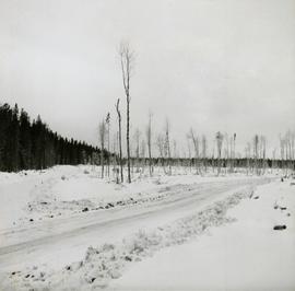 Pulpwood Logging Operations on P.T.S. X91960, Swamp Lake, Prince George Pulp and Paper Ltd. showing first pulpwood logging done by P.G. Pulp & Paper