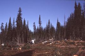 Logged area at Summit Lake, March 1992