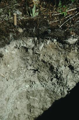 Bobtail soil profile view