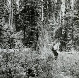 Roots of windthrown Spruce showing typical plate-like structure of roots by the Main Access Road at Aleza Lake Forest Experiment Station
