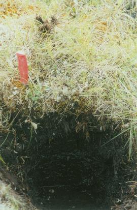 Y02-20 (Carex-Equisetum seepage area) - 01
