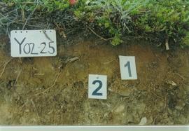 Y02-25  Div Ck soil on Reid terrace, McQuesten R - 07