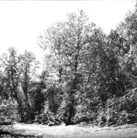 Willow, alder, scattered spruce, and skunk cabbage typical of wetter ground of lacustrine deposits on 1922 burn area at Giscome
