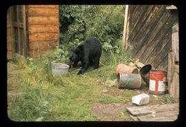 Black bear eating garbage