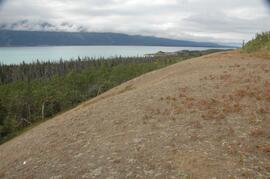 Beetle-killed spruce forest and adjacent grassland, southeast side of Kluane Lake