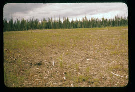 Cleared area at Aleza Lake Experiment Station
