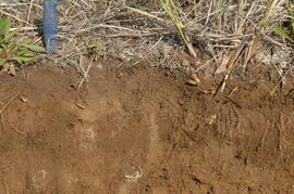 Carmacks soil at site Y08-39