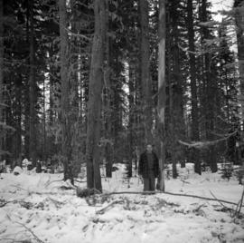 Pulpwood Logging Operations on P.T.S. X91960, Swamp Lake, Prince George Pulp and Paper Ltd. showing close up of typical Spruce-Lodgepole Pine stand