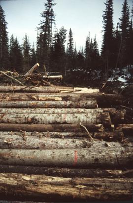 Marked-to-cut trees in log pile, Summit Lake Selection Trial