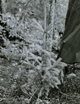 E.P. 646.1 - Buckhorn - Tree planted 1965, Hixon Provenance