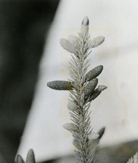 Female flowers of White Spruce at Davie Lake prior to pollenation