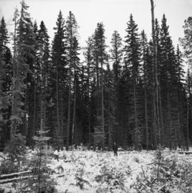 Pulpwood Logging Operations on P.T.S. X91960, Swamp Lake, Prince George Pulp and Paper Ltd. showing typical Spruce-Lodgepole Pine stand