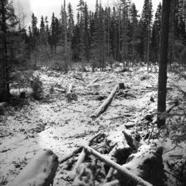 Pulpwood Logging Operations on P.T.S. X91960, Swamp Lake, Prince George Pulp and Paper Ltd.