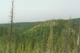 Weathered shale, Dempster Hwy