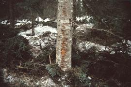 Abrasion on tree, Summit Lake Selection Trial