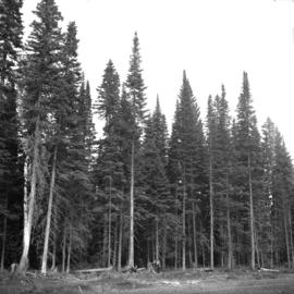 View of residual stand from 1920 horse logging at East Loop Road, Aleza Lake Forest Experiment Station