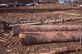 Logs at Summit Lake, March 1992