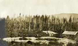 Spruce-Balsam Type Logged and Burned, Penny Ranger Station