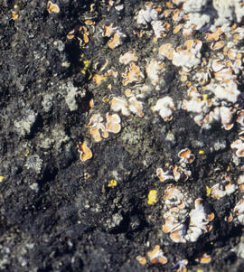 Cryptobiotic soil crust close-up