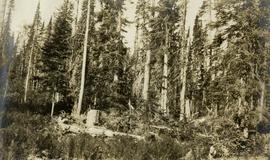 Typical Stand of Balsam Left after Logging