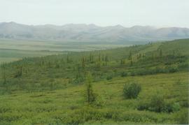 Richardson Mts, Arctic Circle lookout, Dempster Hwy - 03