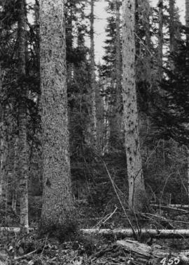 Spruce stand at Aleza Lake Experimental Station