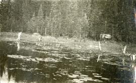 A bathing party, Cariboo 1914