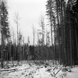 Pulpwood Logging Operations on P.T.S. X91960, Swamp Lake, Prince George Pulp and Paper Ltd. showing perimeter of a typical clearcut with Aspen stems remaining after logging