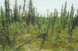 Subarctic forest & frost hummocks, Eagle Plains - 01