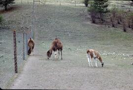 Camel and llamas in Kaleden, BC