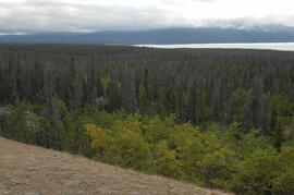 Beetle-killed spruce forest, southeast side of Kluane Lake