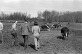 Iona Campagnolo, Jack Horner, and men walking through a cow pasture in Smithers