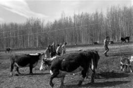 Iona Campagnolo, Jack Horner, and men walking through a cow pasture in Smithers
