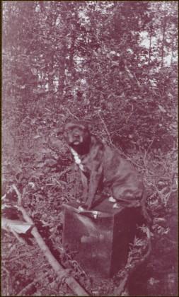 Taku River Survey - Dog Sitting on Box in Forest