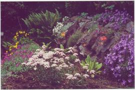 Close view of flowers and ferns in a rock garden
