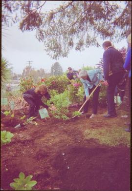 Lieutenant Governor Iona Campagnolo planting a Fraseri rhododendron in Ucluelet, BC