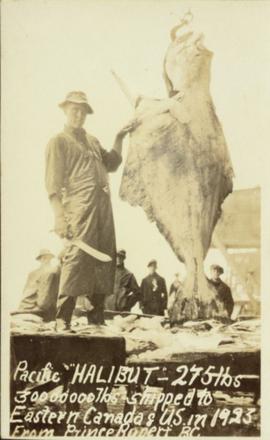 275 pound halibut in Prince Rupert, BC