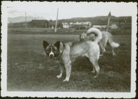 Two Dogs in Unknown Area