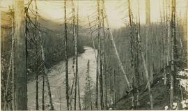 A river flanked by a several trees without leaves