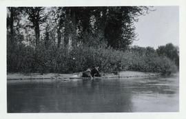 A moose on a river bank