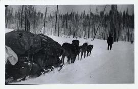 A man walking in front of a dog sled