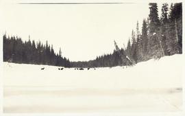 Several moose in a snow-covered field