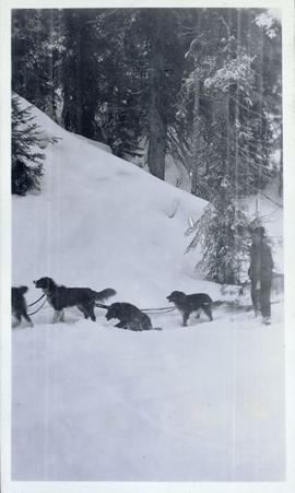 Dogsled team dragging loaded sled through the snow with musher on snowshoes alongside