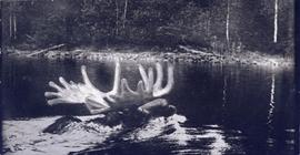 A moose swimming through water