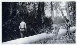 Two men cutting up a tree