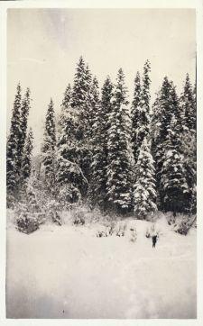 Snow covered trees with hiker in forefront