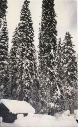 A snow-covered log cabin in front of several large trees