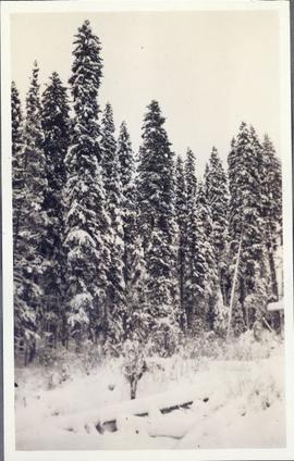 Landscape shot - The snow-covered ground in the foreground with several snow-covered trees in the background