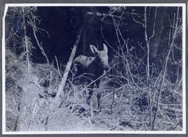 A young moose emerging from a forest