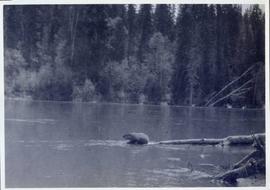 A beaver sitting on a submerged log